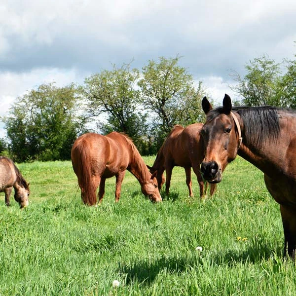 Pension pour chevaux à Cossaye, 58